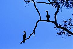 Neotropic Cormorant